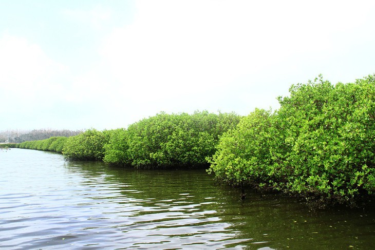 Zonas costeras de Vietnam se adaptan al cambio climático - ảnh 3