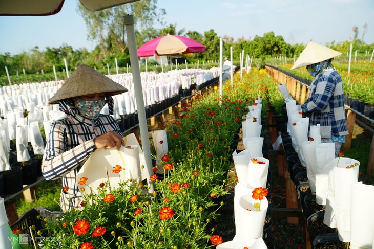 Aldeas de floricultura en días previos al Año Nuevo Lunar - ảnh 2