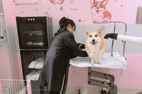 Spa para mascotas: una tendencia floreciente en Hanói  - ảnh 1