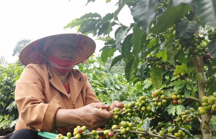 El café de Son La refuerza su posición en el mercado internacional - ảnh 2