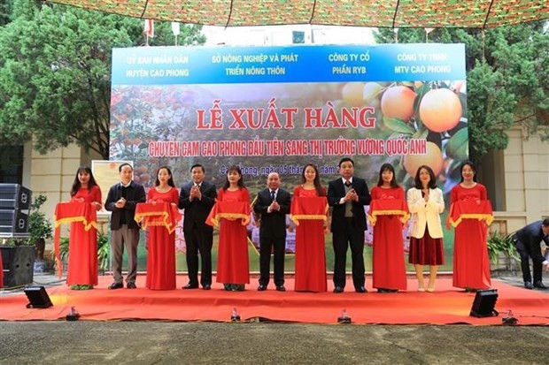 Primer lote de naranjas Cao Phong llegará al Reino Unido - ảnh 1