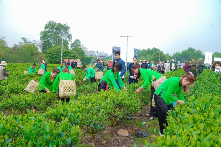 ​Celebran festival de té de Tan Cuong en Thai Nguyen - ảnh 2