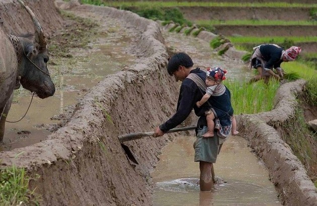 Magníficos campos de arroz en terrazas durante la temporada de crecidas - ảnh 5