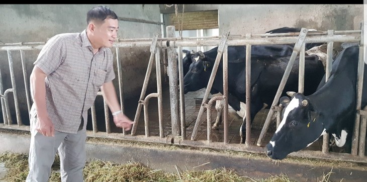 Granja lechera Tan Tai Loc: un modelo destacado de desarrollo económico rural - ảnh 1