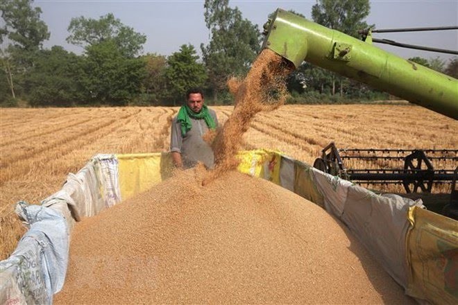 FAO destaca la importancia del sistema agroalimentario mundial - ảnh 1