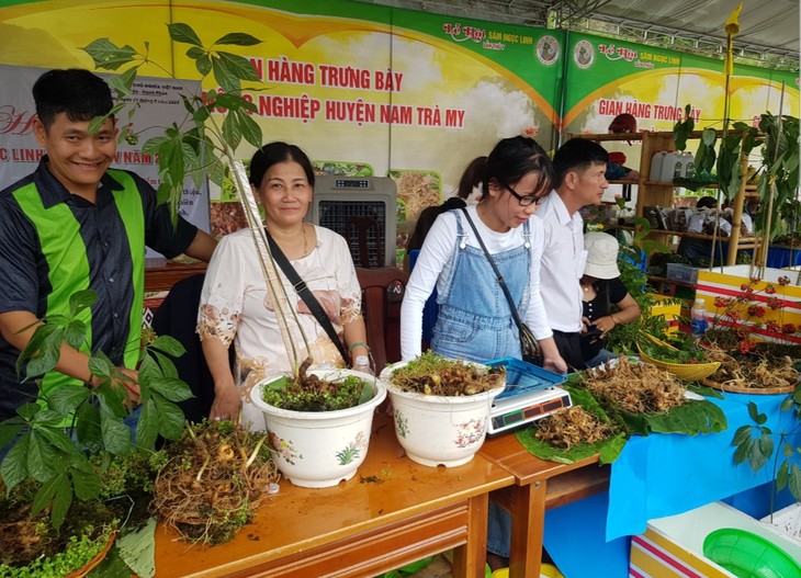 Ginseng vietnamita Ngoc Linh busca conquistar mercados extranjeros - ảnh 2