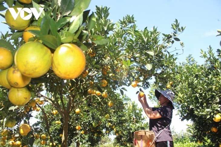 Provincia de Son La impulsa en plataformas digitales el consumo de sus productos agrícolas - ảnh 1