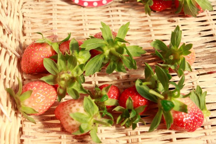 Plantación de frutillas, la promesa de un gran negocio para los agricultores de Son La - ảnh 2