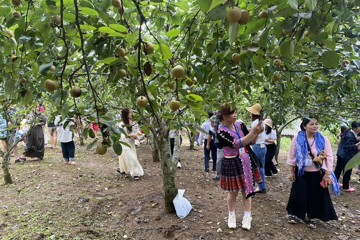 Fincas de pera en Giang Ma traen beneficios económicos a los agricultores locales - ảnh 2