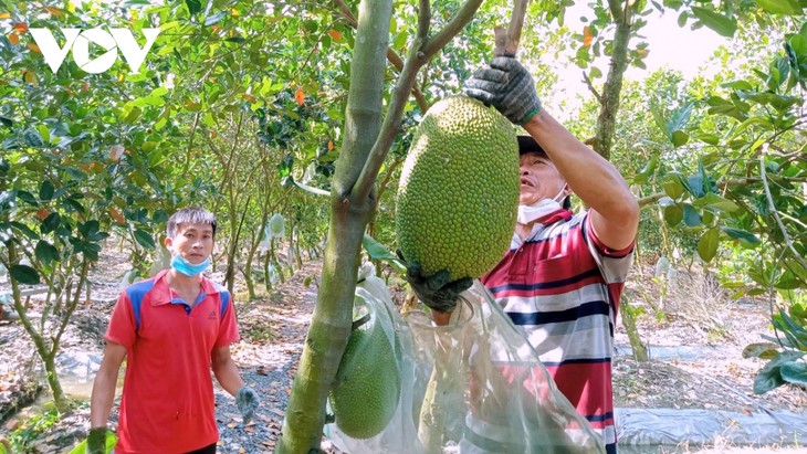 Frutas vietnamitas presentes en 60 mercados en el mundo - ảnh 1