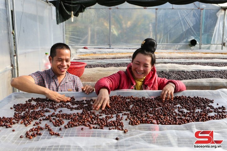 El éxito de las cooperativas agrícolas lideradas por mujeres en Son La - ảnh 2