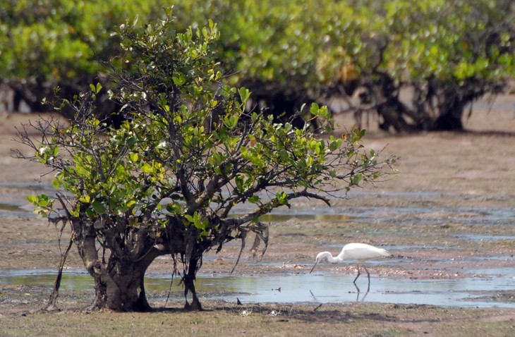 Ecoturismo comunitario en Parque Nacional de Xuan Thuy - ảnh 3