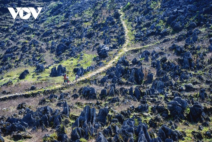 Vietnam galardonado en los World Travel Awards - ảnh 1