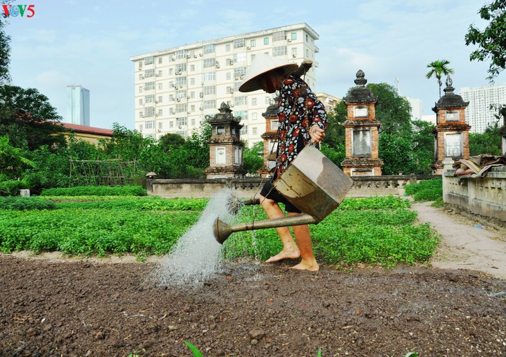 Nét đẹp chùa Láng - ảnh 15