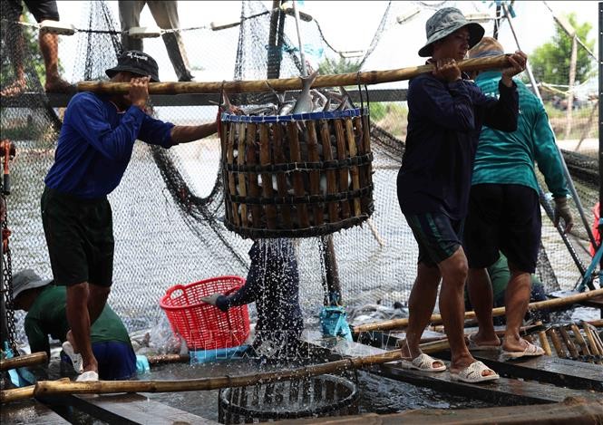 Les exportations de produits agricoles, sylvicoles et aquatiques en hausse de 21,6% les 8 derniers mois - ảnh 1