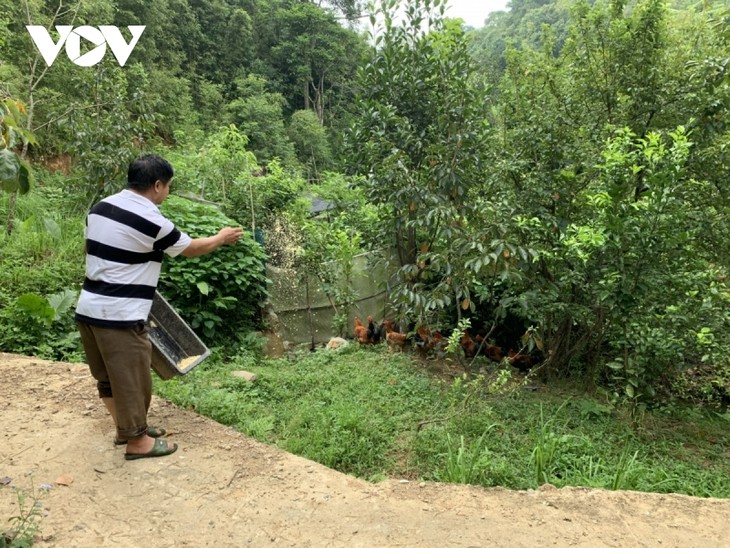 Hoàng Trong Dung, un agriculteur Tày émérite  - ảnh 2