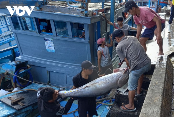 Khanh Hoà disposera bientôt d’un fonds pour le développement des métiers de la pêche - ảnh 1