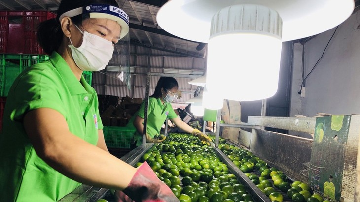 Long An ouvre la voie pour l'exportation des citrons vietnamiens vers le Moyen-Orient - ảnh 1