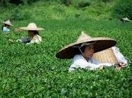 สร้างสรรค์เครื่องหมายการค้าให้แก่ชาของเวียดนาม - ảnh 1