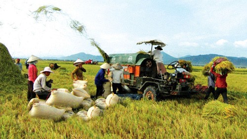 หน่วยงานการเกษตรรักษาความมั่นคงด้านอาหารและสร้างโฉมใหม่ให้แก่เขตชนบท - ảnh 1