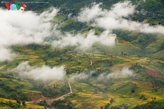 ชมทิวทัศน์ฤดูเก็บเกี่ยวในเขตตะวันตกเฉียงเหนือ - ảnh 16