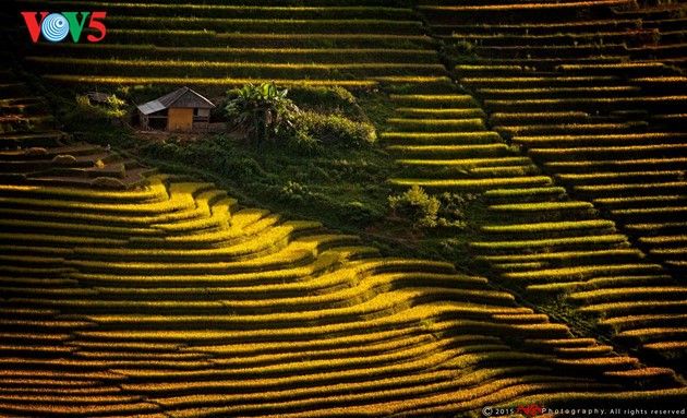 ชมทิวทัศน์ฤดูเก็บเกี่ยวในเขตตะวันตกเฉียงเหนือ - ảnh 2