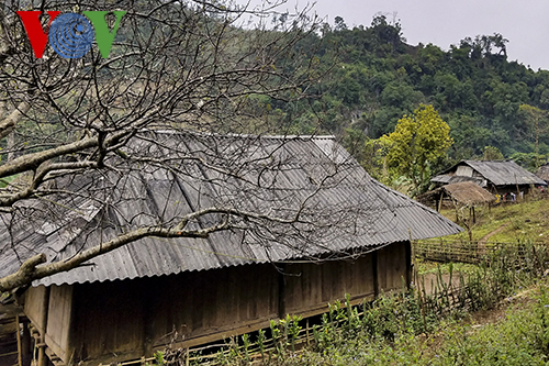 วสันฤดูเวียนมาในหมู่บ้านชนกลุ่มน้อยเขตตะวันตกเฉียงเหนือ - ảnh 1