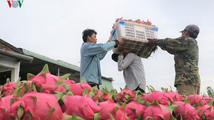 สินค้าการเกษตรของเวีดนามมุ่งเจาะตลาดอินเดีย  - ảnh 1