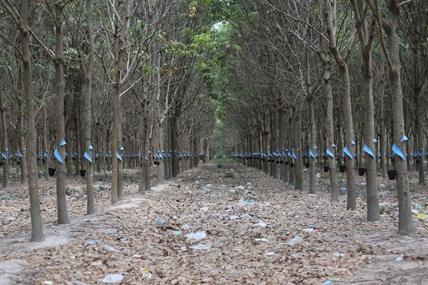 สถานประกอบการเวียดนามขยายการปลูกยางพาราเพื่อมีส่วนร่วมสร้างงานทำให้แก่แรงงานกัมพูชา - ảnh 3