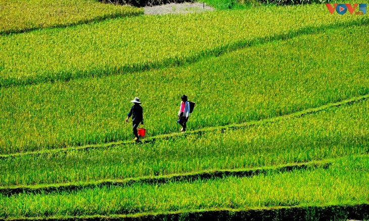 ความงามของเมืองเก่าฮอยอันและเมืองซาปา – จุดหมายปลายทางที่น่าสนใจสำหรับผู้ที่ชื่นชอบการถ่ายภาพ - ảnh 14