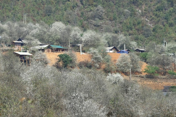 หมู่บ้านเหนิมเหงียบ ใช้ประโยชน์จากต้นเซินชาเพื่อพัฒนาการท่องเที่ยว - ảnh 3