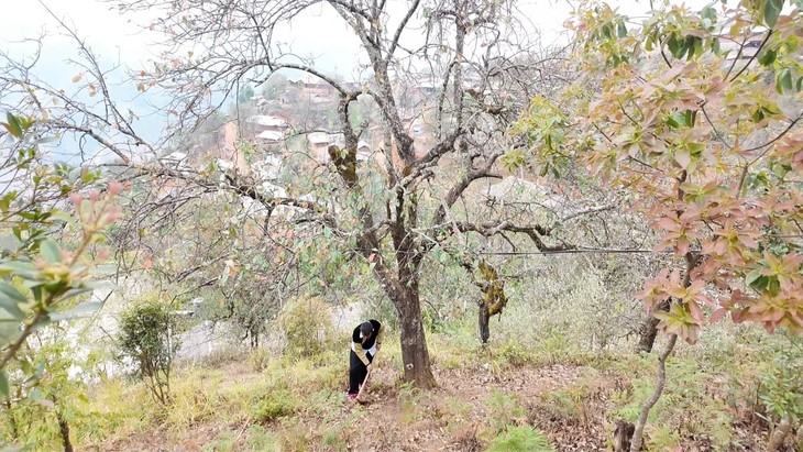 หมู่บ้านเหนิมเหงียบ ใช้ประโยชน์จากต้นเซินชาเพื่อพัฒนาการท่องเที่ยว - ảnh 1