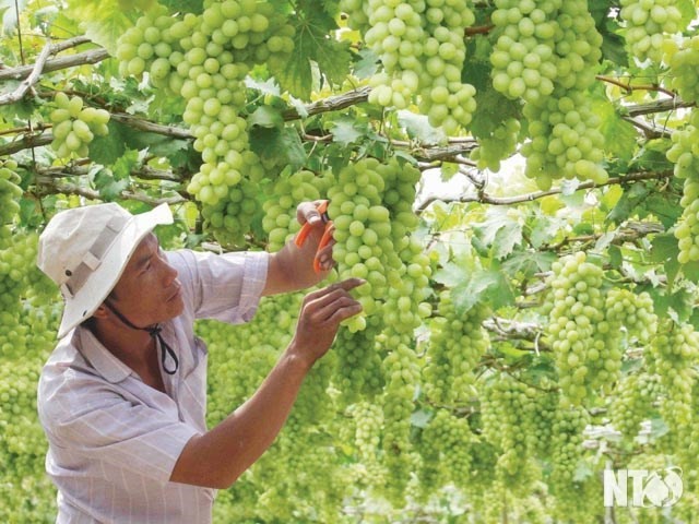 Ninh Thuan ready for Grape and Wine Festival 2019 - ảnh 1