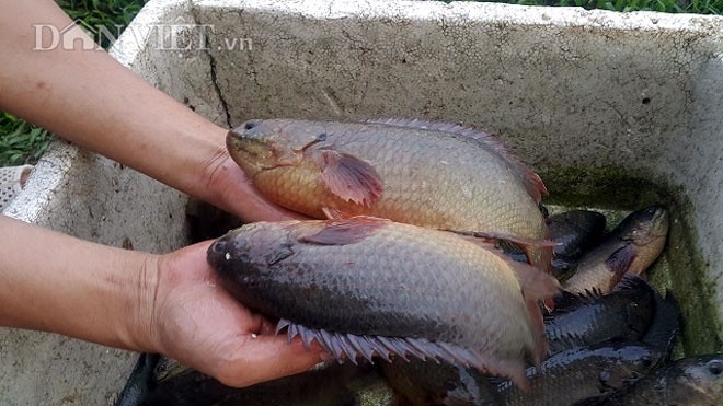 Steam sticky rice with fish - ảnh 1