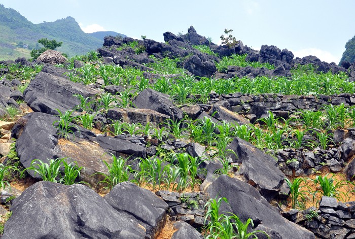 Mong ethnic people cultivate on rocks - ảnh 4