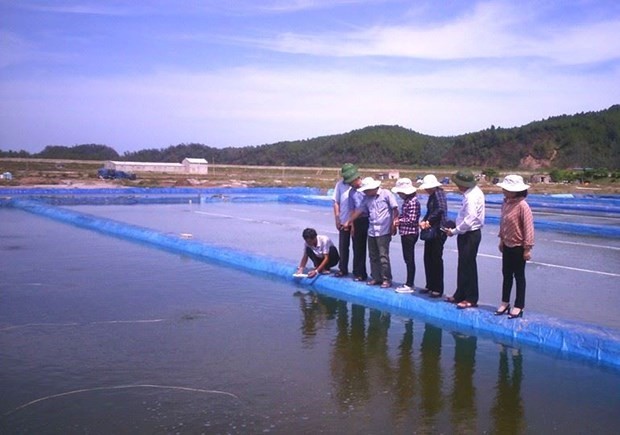 Vietnamese hard clams become world first to win ASC certificate - ảnh 1