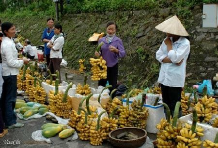 Chuối Ngự - Món quà Nam Định tiến Vua - ảnh 3