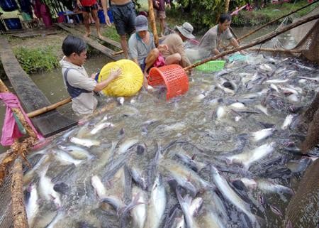 Tái cấu trúc ngành sản xuất cá tra - ảnh 2