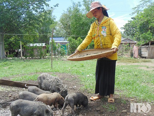 Trưởng thôn người Raglai làm theo lời Bác - ảnh 1