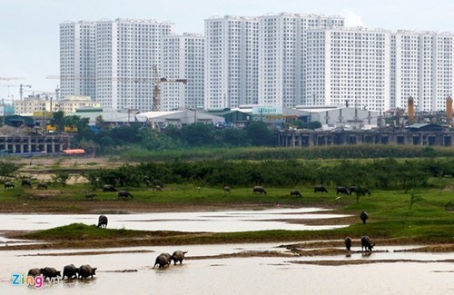 Lạ lẫm cừu nhởn nhơ gặm cỏ ven đô - ảnh 5