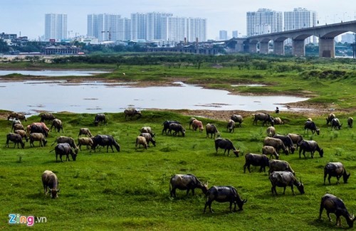 Lạ lẫm cừu nhởn nhơ gặm cỏ ven đô - ảnh 6