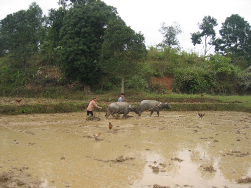 Hỗ trợ đất ở  giúp đồng bào dân tộc thiểu số an cư lập nghiệp   - ảnh 1