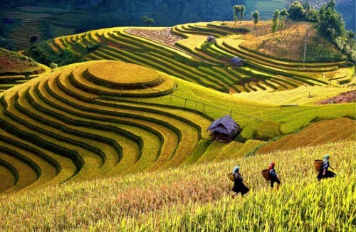 Tăng vụ trên ruộng bậc thang Mù Cang Chải - ảnh 2