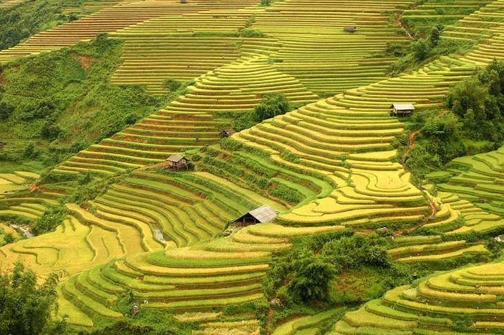 Tăng vụ trên ruộng bậc thang Mù Cang Chải - ảnh 3