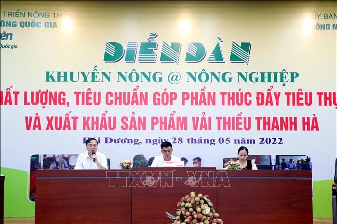 Thúc đẩy tiêu thụ và xuất khẩu vải thiều Thanh Hà - ảnh 1