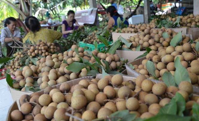 Nông dân Đồng Tháp làm giàu từ nông nghiệp sạch - ảnh 1