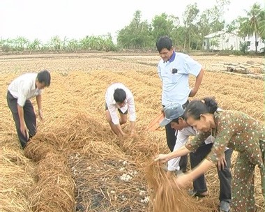 การเพาะเห็ดเพื่อเพิ่มรายได้ให้แก่เกษตรกร - ảnh 1