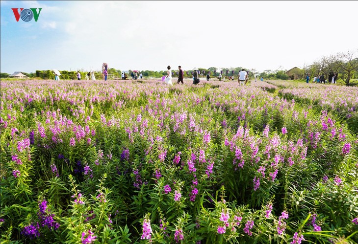 Hanoians visit flower villages as Tet holiday nears - ảnh 2