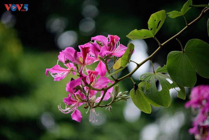 Ban flowers in full bloom in Hanoi - ảnh 10