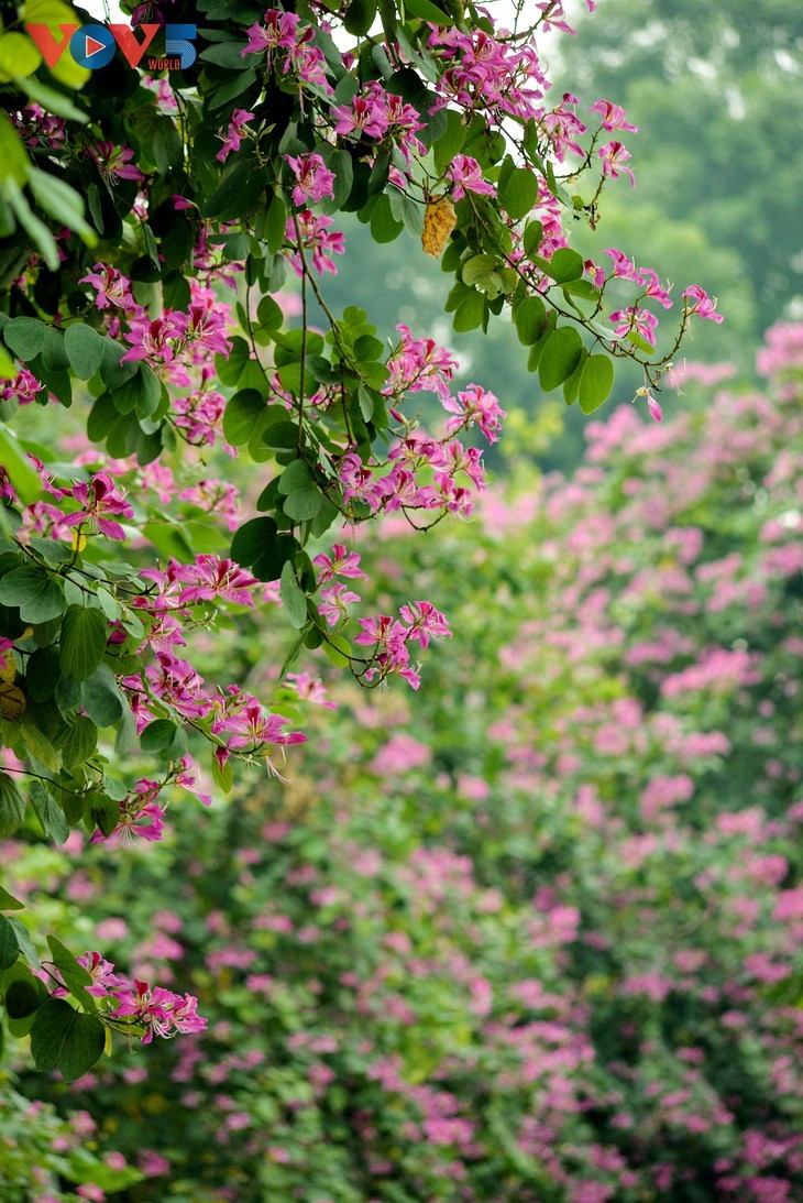 Ban flowers in full bloom in Hanoi - ảnh 14